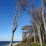 Moewe Im Ostseeidyll Am Waldrand *