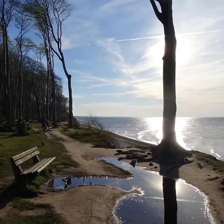 Moewe Im Ostseeidyll Am Waldrand