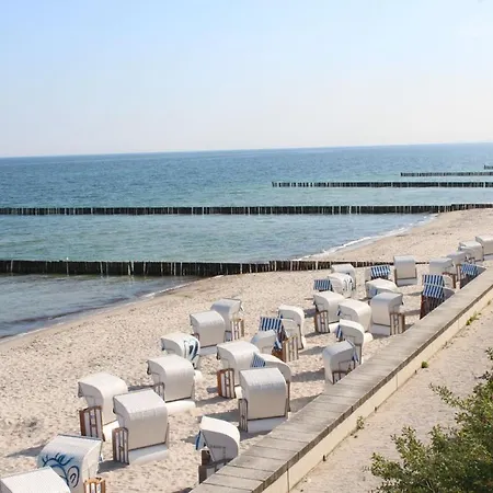 Moewe Im Ostseeidyll Am Waldrand